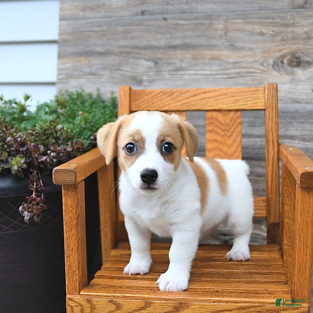 Jack Russell Terrier dogs for sale: Ranger - Image 2