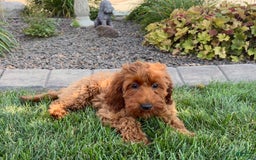 Cockapoo dogs for sale: Shellie - Image 2
