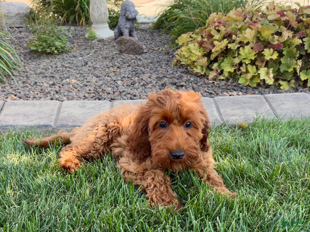 Cockapoo dogs for sale: Shellie - Image 2
