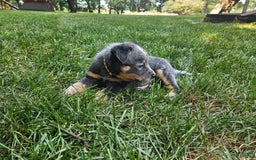 Australian Cattle Dog dogs for sale: Ollie - Image 3