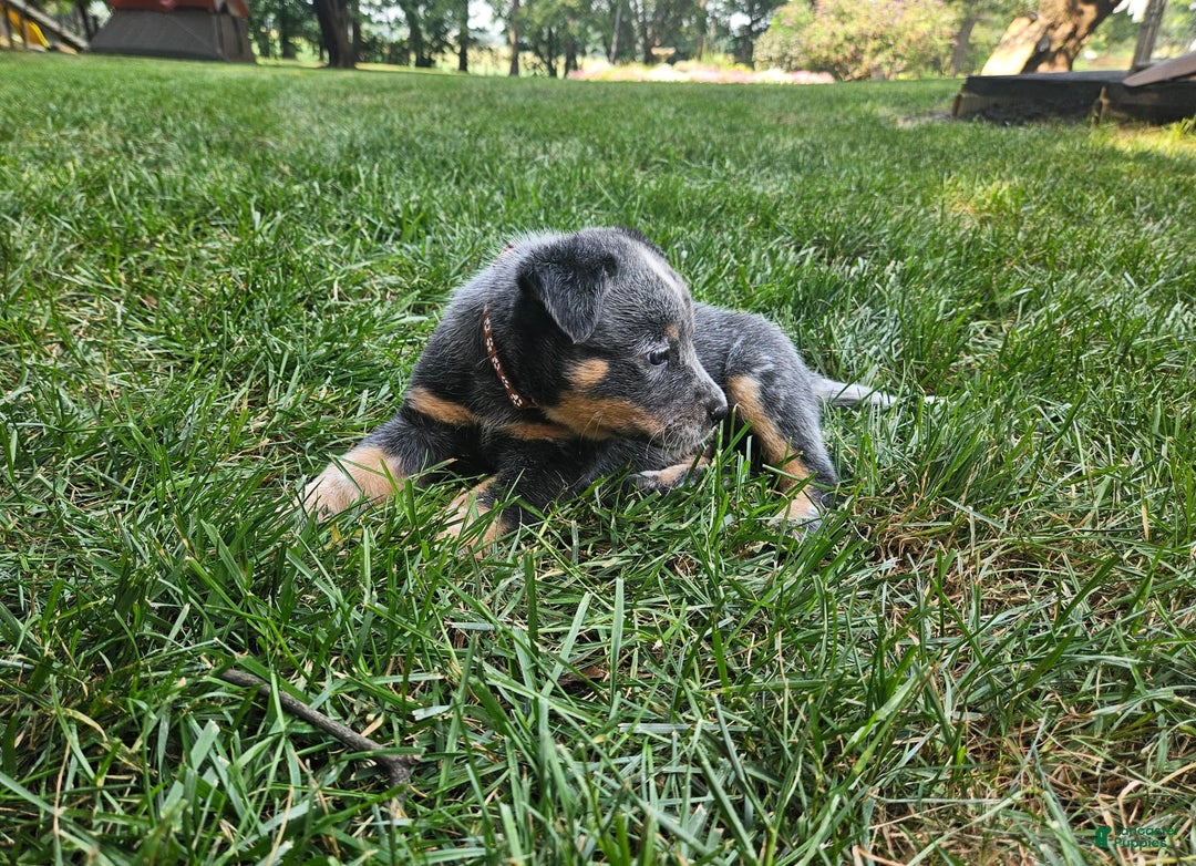 Australian Cattle Dog dogs for sale: Ollie - Image 3