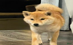 Shiba Inu dogs for sale: Zoro - Image 4