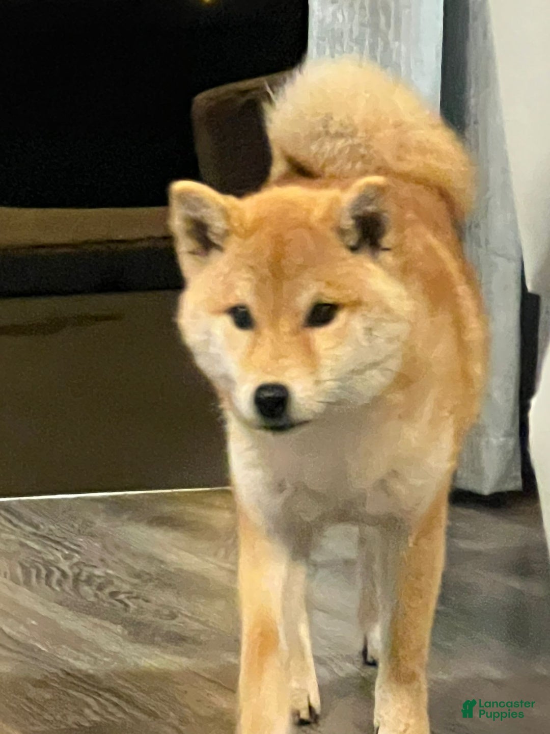 Shiba Inu dogs for sale: Zoro - Image 4