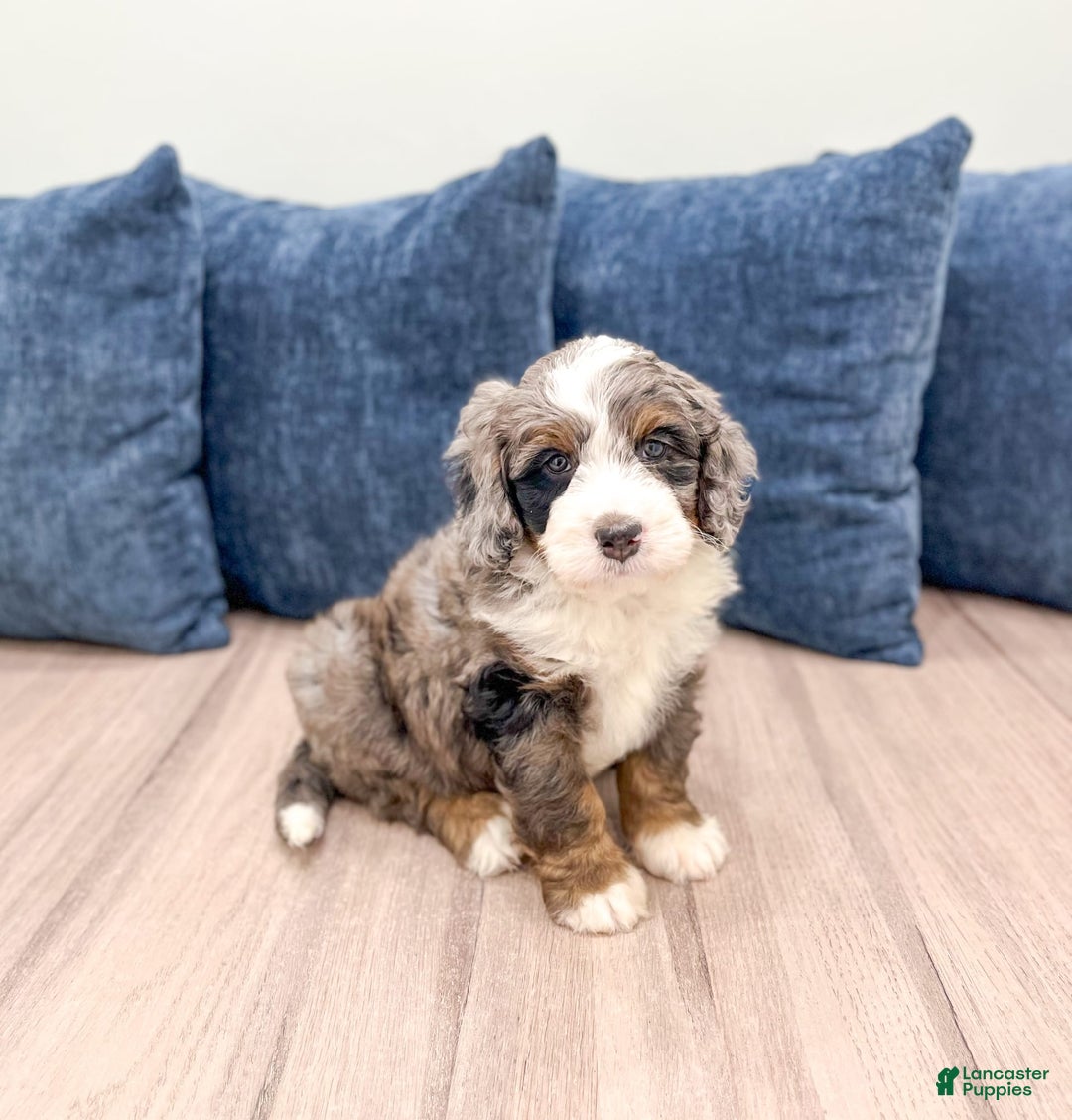 Mini Bernedoodle dogs for sale: Ollie - Image 5
