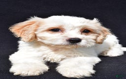 Cavachon dogs for sale: Buddy - Image 3