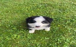 Australian Shepherd dogs for sale: Meg H6 Natural Bobtail - Image 2