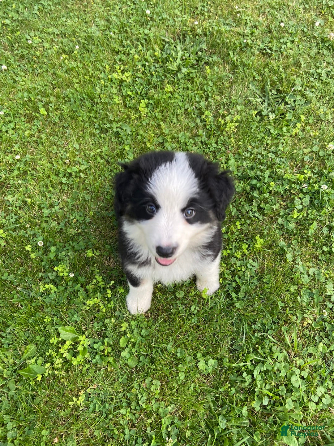 Australian Shepherd dogs for sale: Meg H6 Natural Bobtail - Image 2