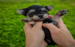 Morkie dogs for sale: Cream Point Ladybug - Image 8