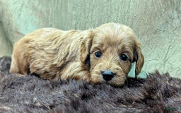 Cavapoo dogs for sale: Rex - Image 13