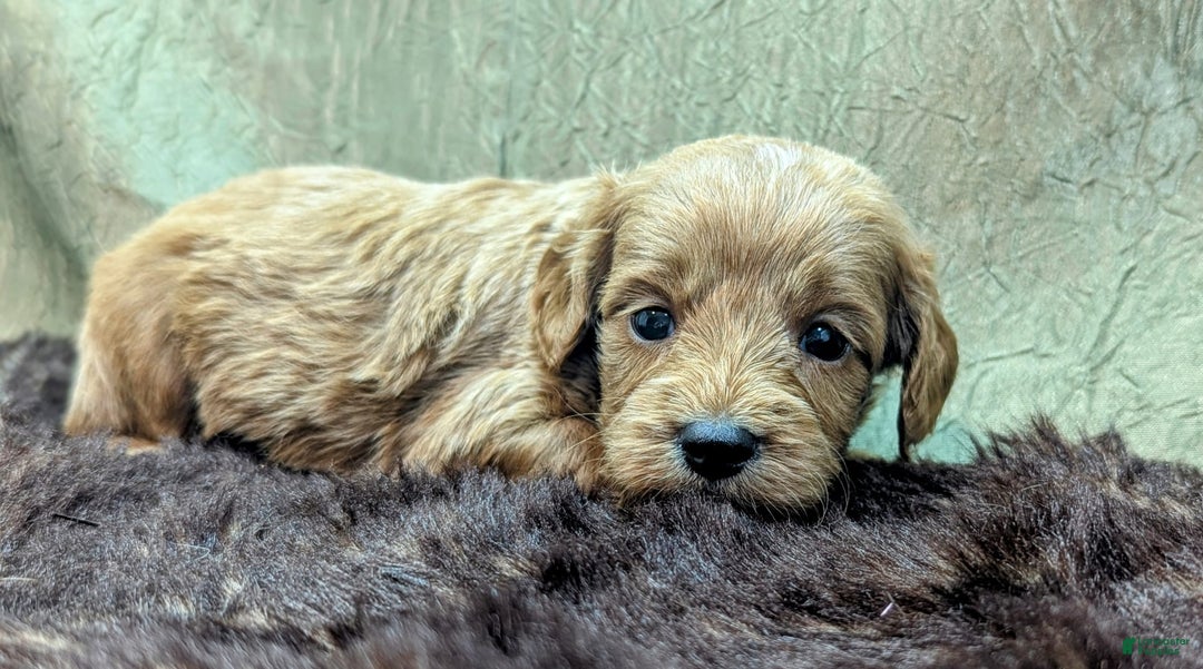 Cavapoo dogs for sale: Rex - Image 13