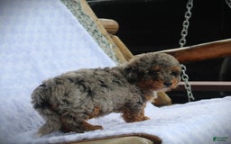 Miniature Poodle dogs for sale: Little Danny - Image 2
