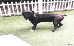 Cane Corso dogs for sale: Missy Eliot - Image 3