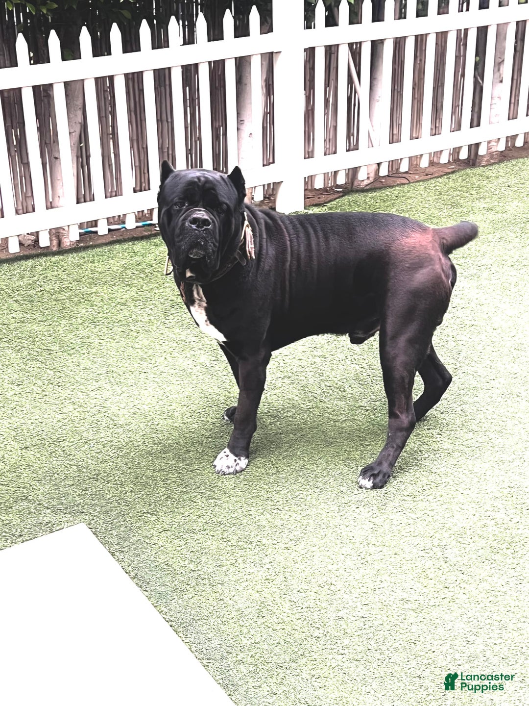 Cane Corso dogs for sale: Missy Eliot - Image 3