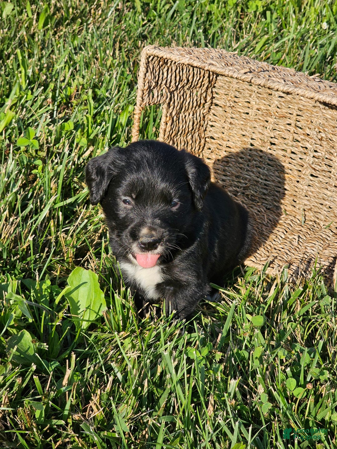 Bernese Mountain Dog dogs for sale: Bernese Mountain Dog 8 puppies - Image 4