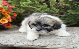 Teddy Bear dogs for sale: Robby - Image 1