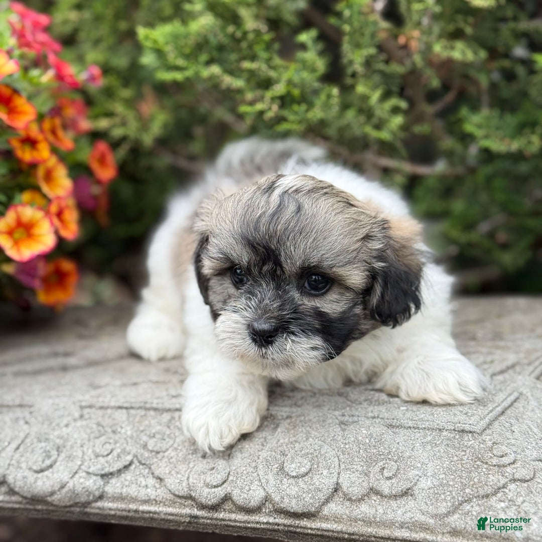 Teddy Bear dogs for sale: Robby - Image 1