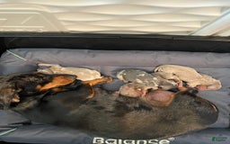 Dachshund dogs for sale: Chewy - Image 6