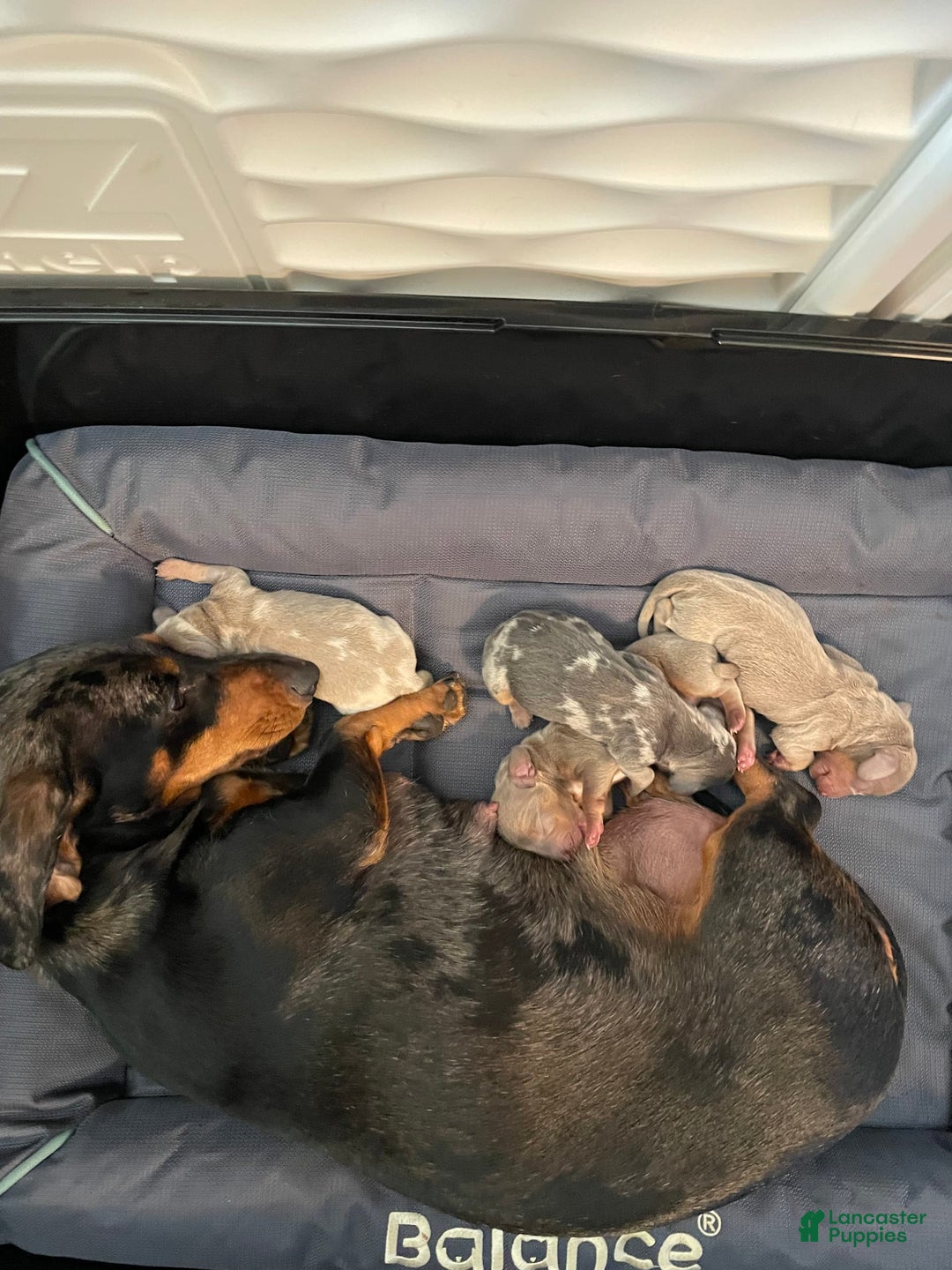 Dachshund dogs for sale: Chewy - Image 6