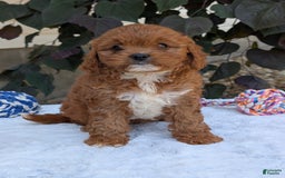 Cavapoo dogs for sale: Sara - Image 5