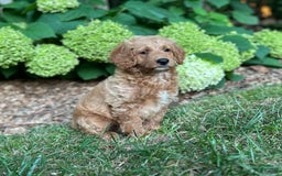Mini Goldendoodle dogs for sale: Biscuit - Image 3