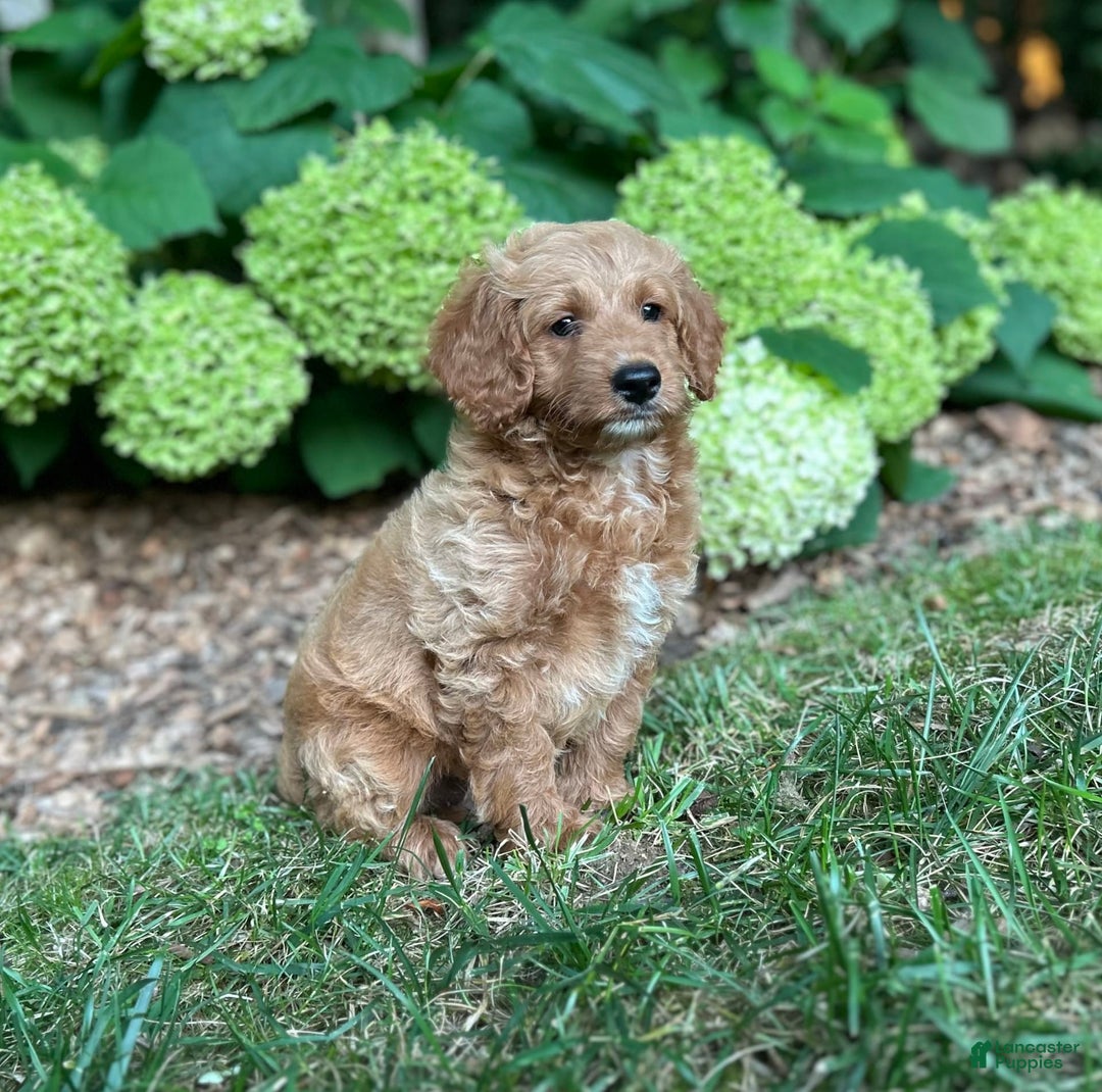 Mini Goldendoodle dogs for sale: Biscuit - Image 3