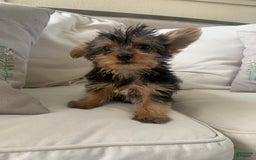 Yorkshire Terrier dogs for sale: Max - Image 5