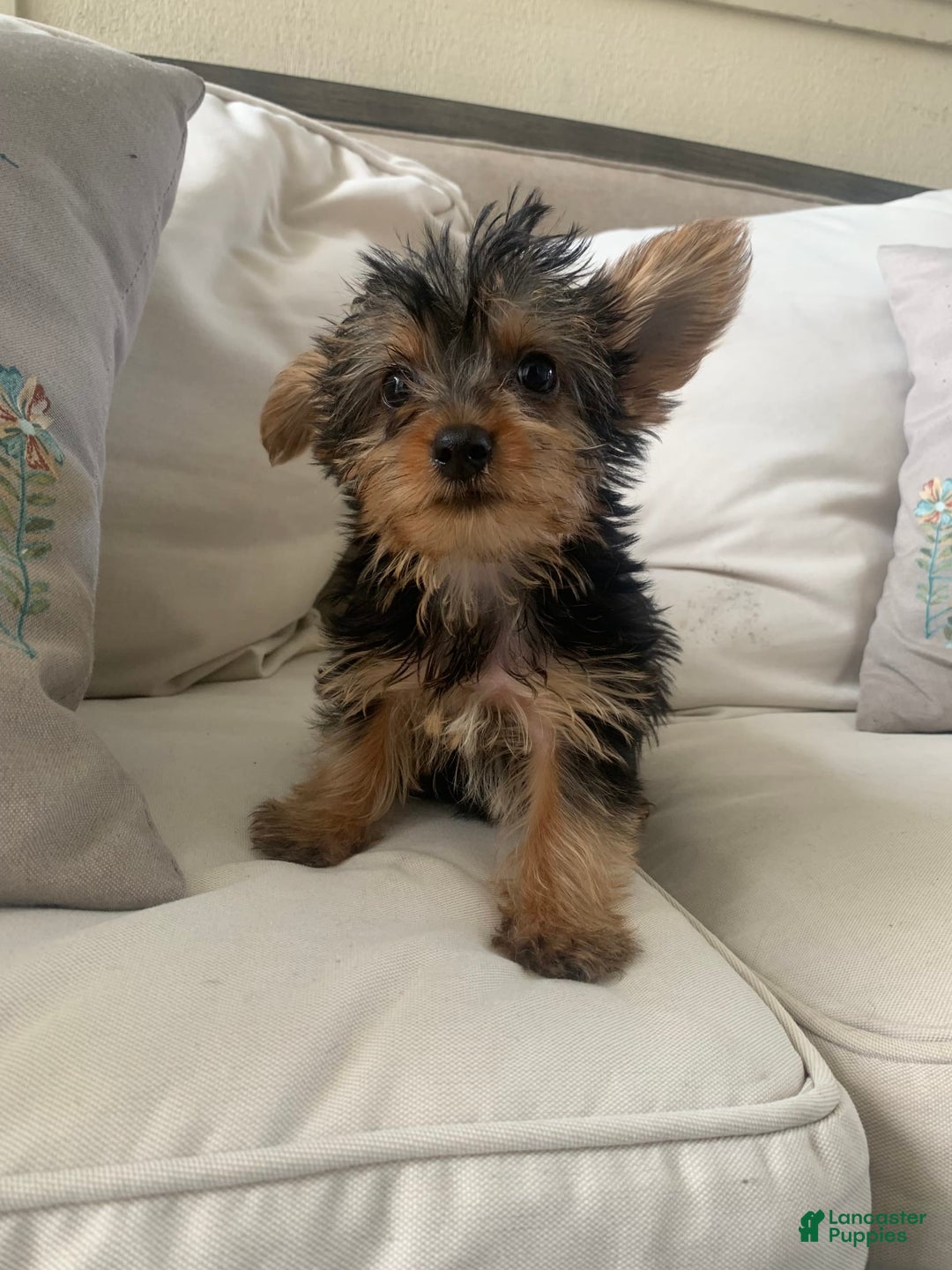 Yorkshire Terrier dogs for sale: Max - Image 5