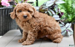 Miniature Poodle dogs for sale: Leo - Image 16