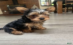 Yorkshire Terrier dogs for sale: Lilo - Image 6