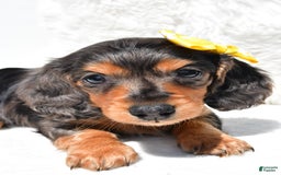 Dachshund dogs for sale: Kevin - Image 4