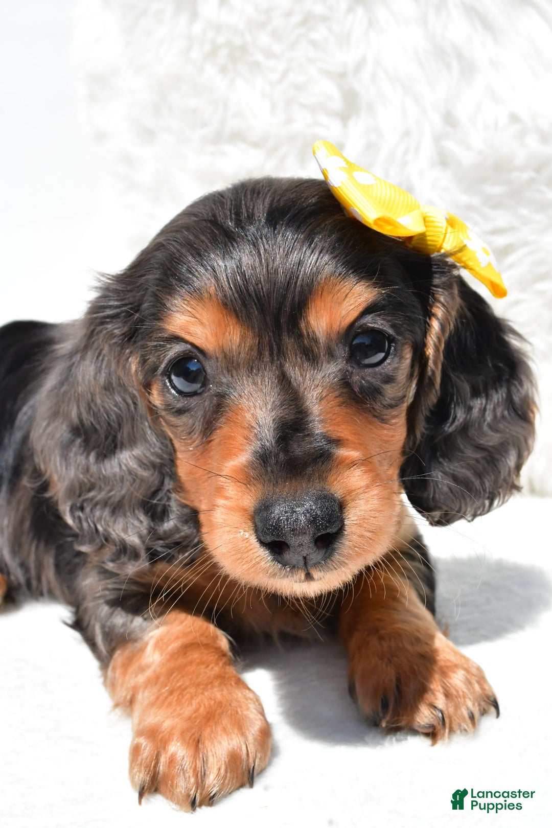 Dachshund dogs for sale: Kevin - Image 4