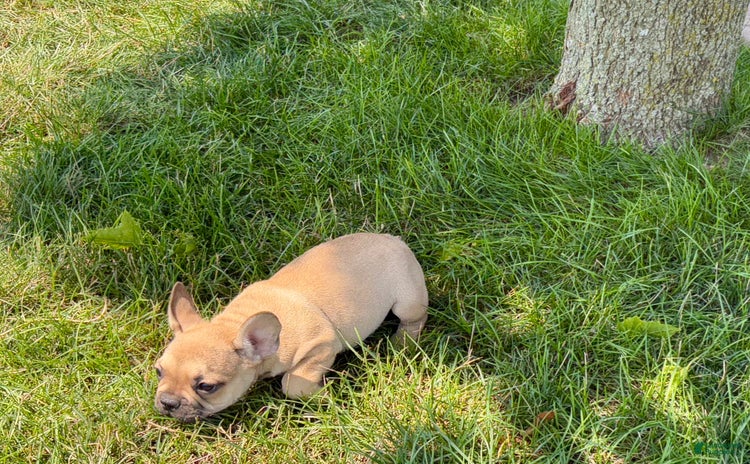 French Bulldog dogs for sale - Ad 4