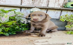 Labrador Retriever dogs for sale: Ruby - Image 6