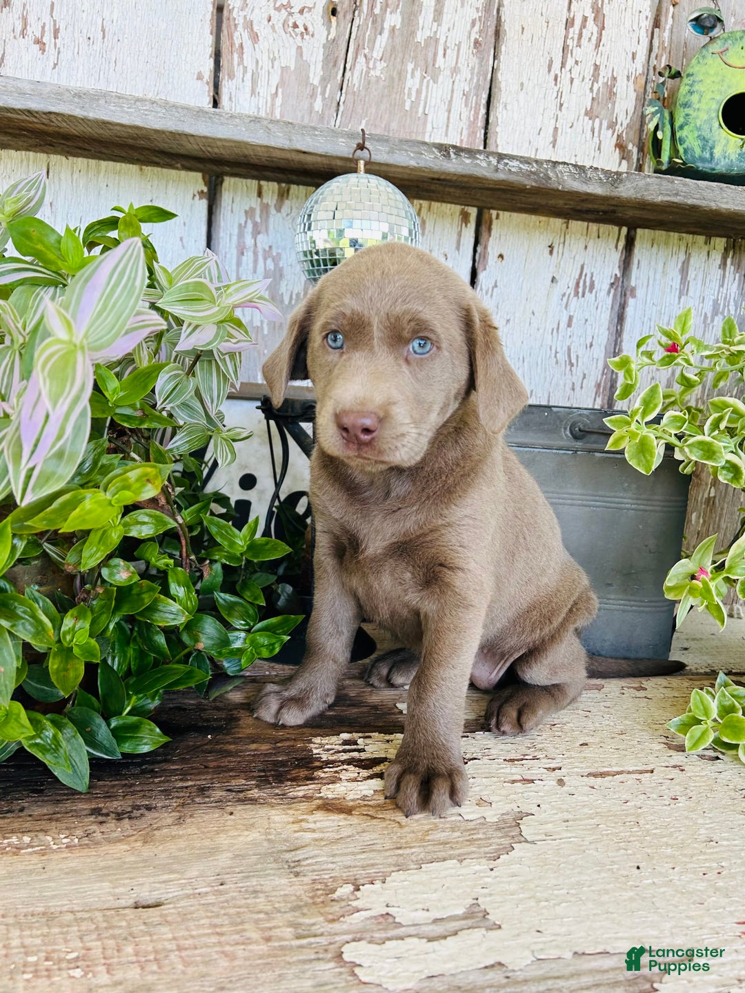 Labrador Retriever dogs for sale: Ruby - Image 6