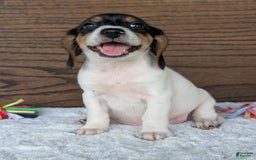 Beagle dogs for sale: Lucy - Image 7