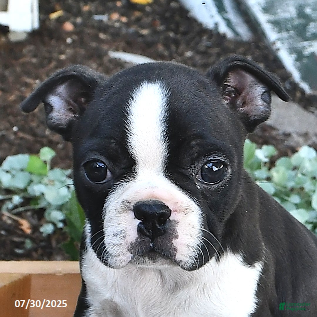 Boston Terrier dogs for sale: Rosie - Image 5