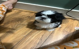 Shih Tzu dogs for sale: Coco - Image 3