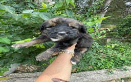 Bernedoodle dogs for sale: 💚 Kiwi Splash - Image 5