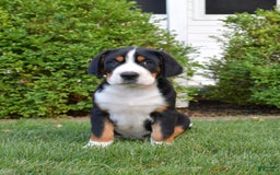 Greater Swiss Mountain Dog dogs for sale: Delilah - Image 1