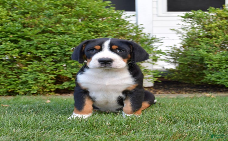 Greater Swiss Mountain Dog dogs for sale - Ad 1