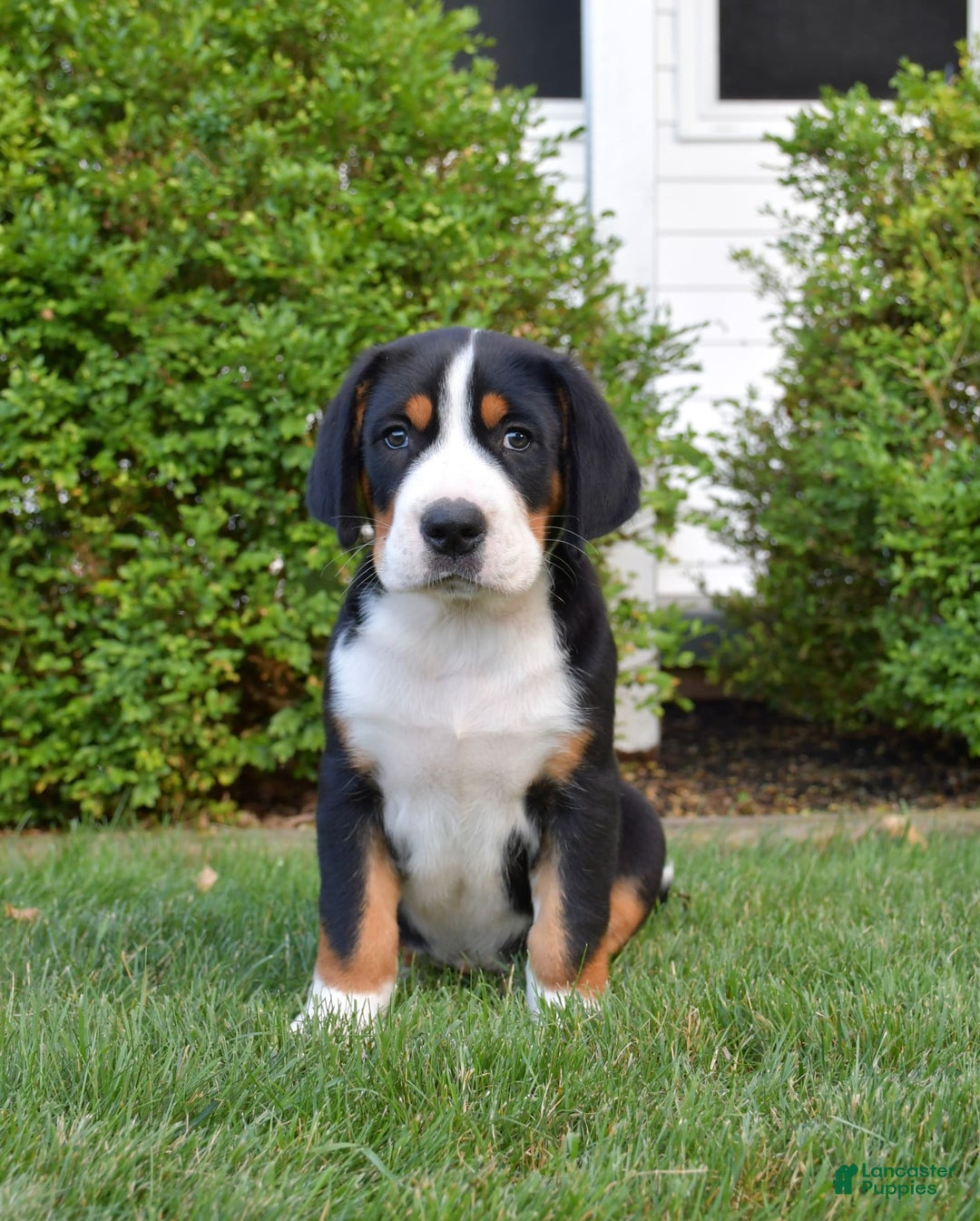 Greater Swiss Mountain Dog dogs for sale: Delilah - Image 1