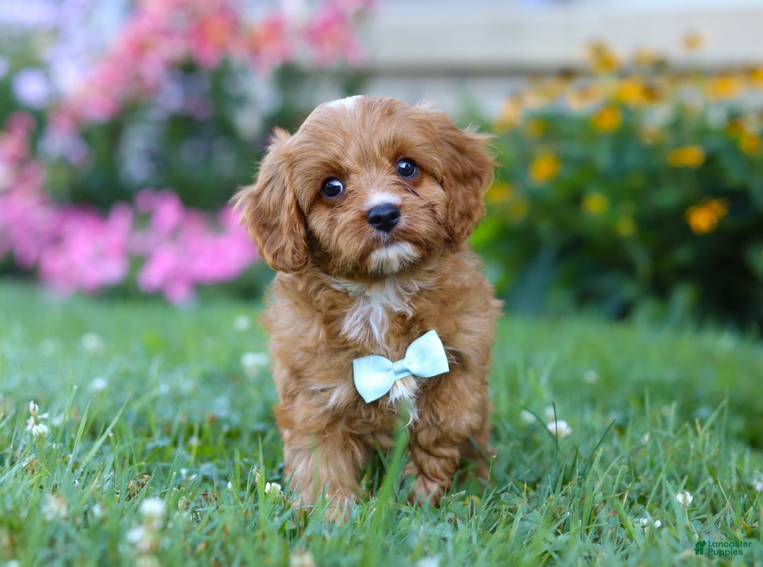 Cavapoo dogs for sale: Cavapoo 4 puppies - Image 10