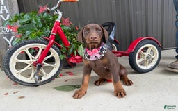 Doberman Pinscher dogs for sale: Margi - Image 2