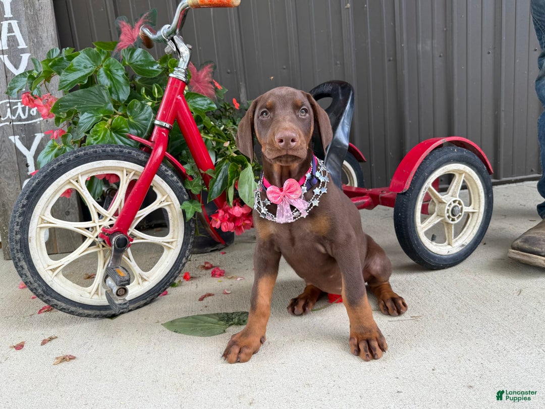 Doberman Pinscher dogs for sale: Margi - Image 2