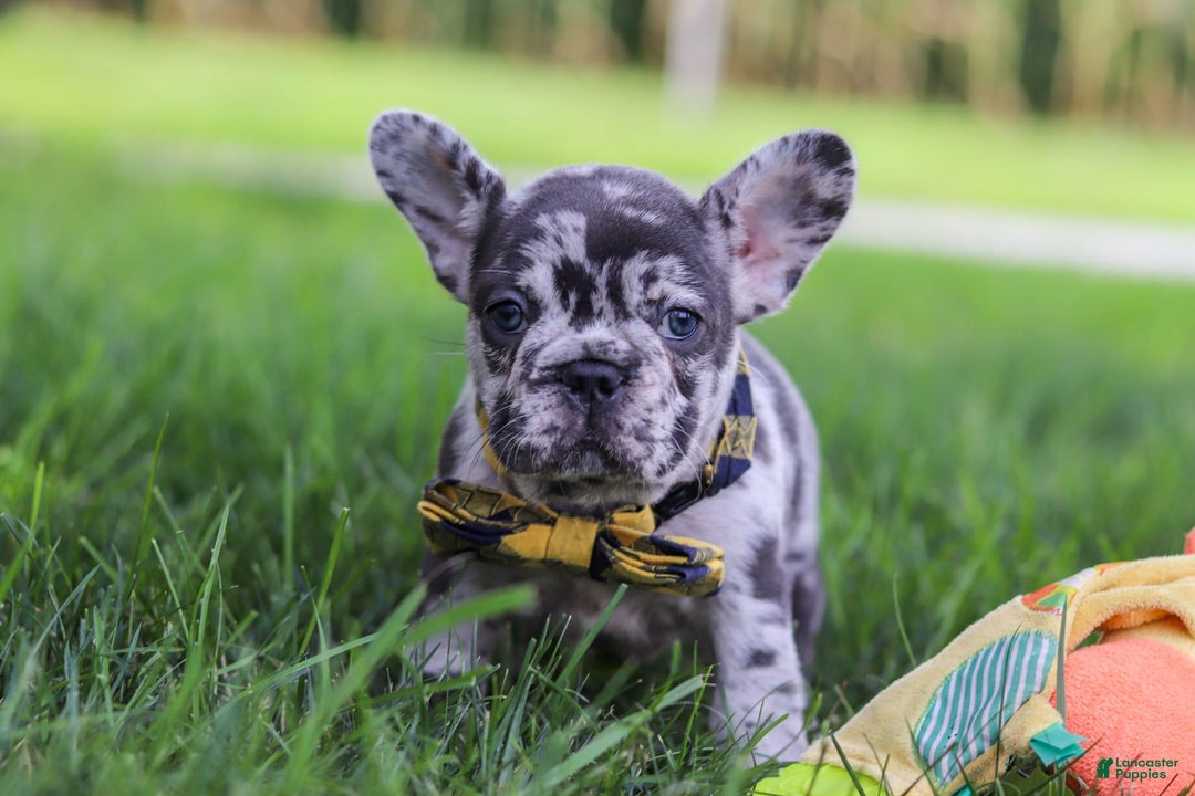 French Bulldog dogs for sale: Collin - Image 4