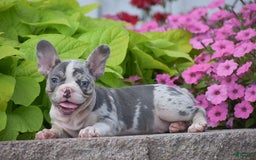 French Bulldog dogs for sale: Laura - Blue Eyed Merle!! - Image 3