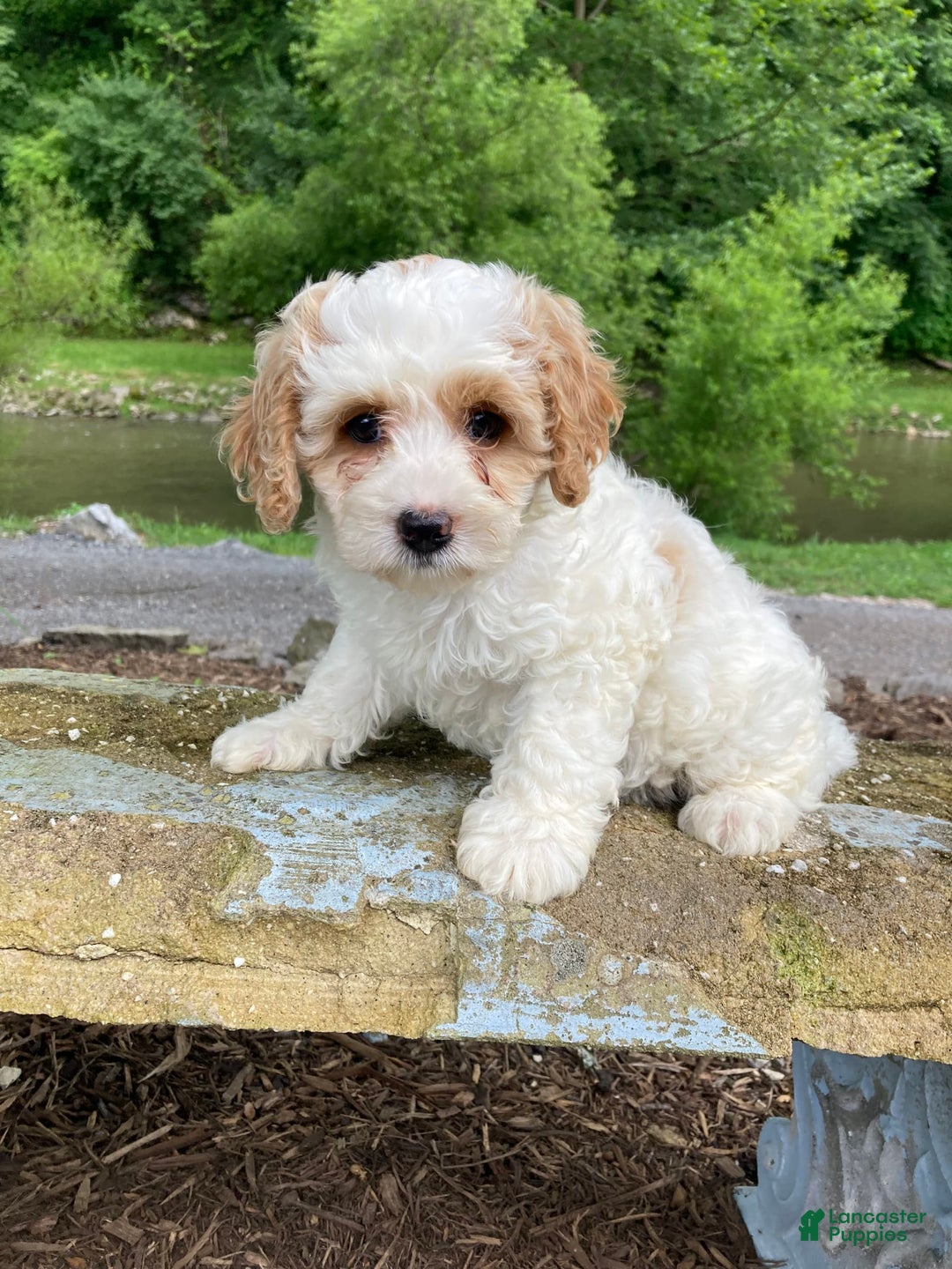 Cockapoo dogs for sale: Buddy - Image 5
