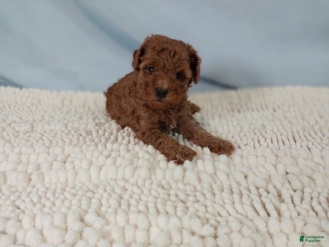 Toy Poodle dogs for sale: Toy Poodle 1 puppies - Image 2