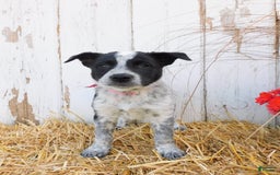 Australian Cattle Dog dogs for sale: Freckles - Image 1