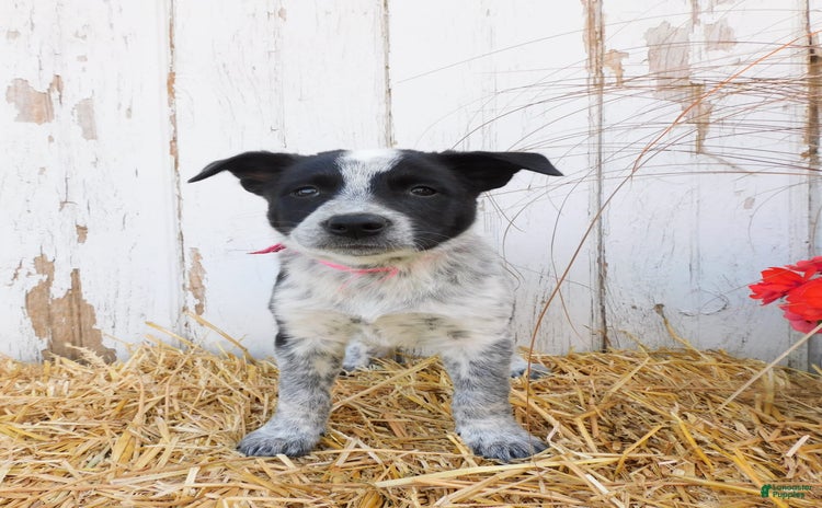 Australian Cattle Dog dogs for sale - Ad 5